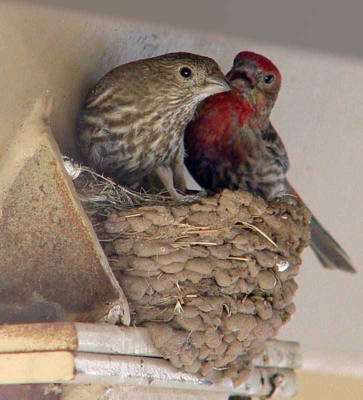 Bird nesting on front porch whatsthisbird