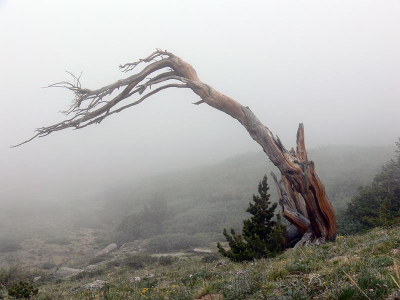 Windswept-pine.jpg