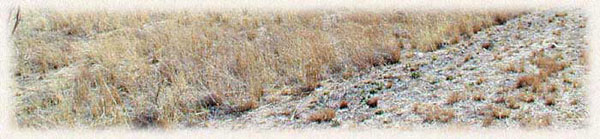 Chaparral