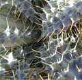 Prickly thing