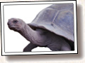 Tortoise