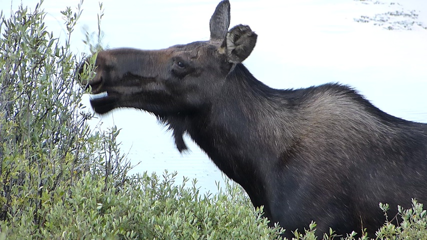 Female moose browsing