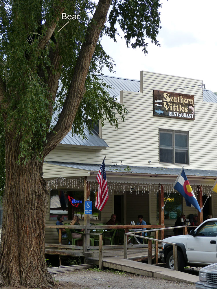 Bear cub outside restaurant
