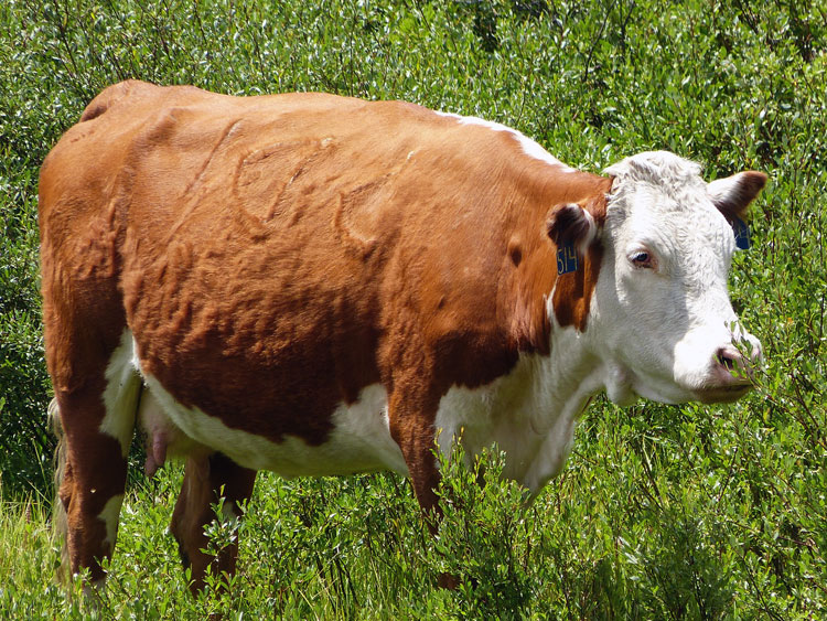 Cow #514
