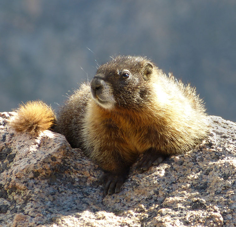 Marmot