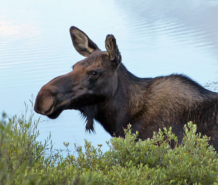Moose female