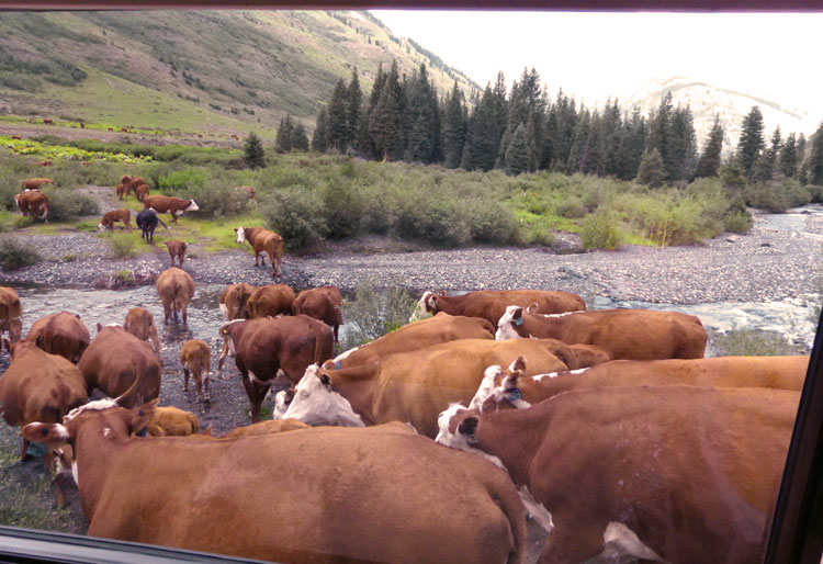 Stampede