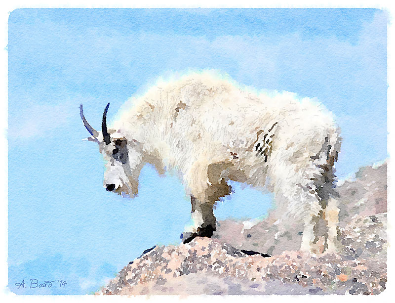Mountain goat