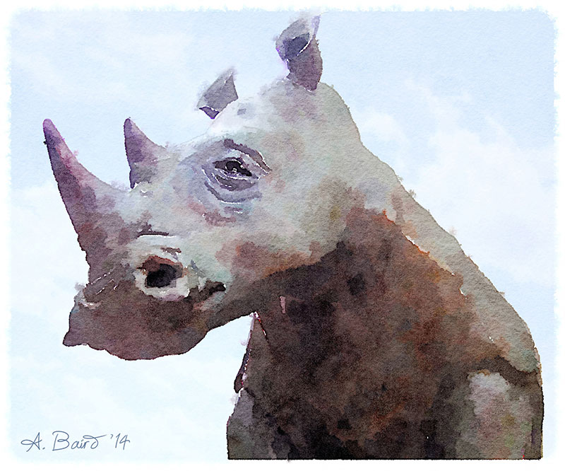 Rhinocerus