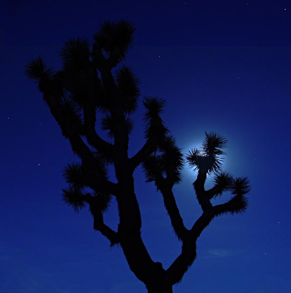 Joshua Tree moon