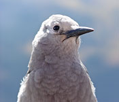 Clarke's Nutcracker
