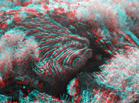 Lava wrinkles